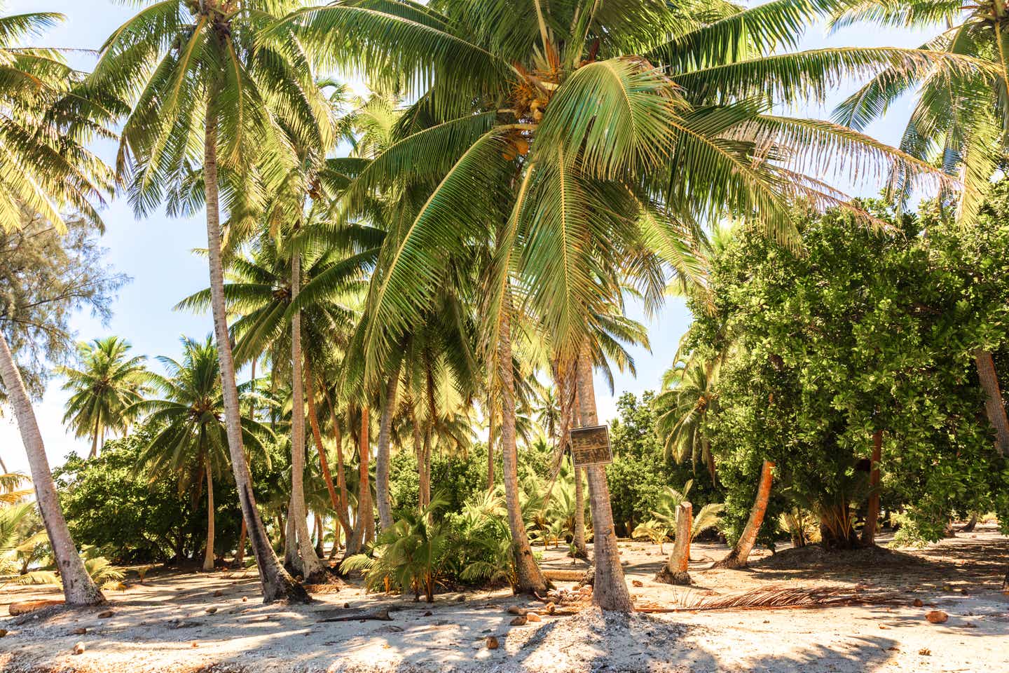 Urlaub in Französisch-Polynesien – Palmen am Strand