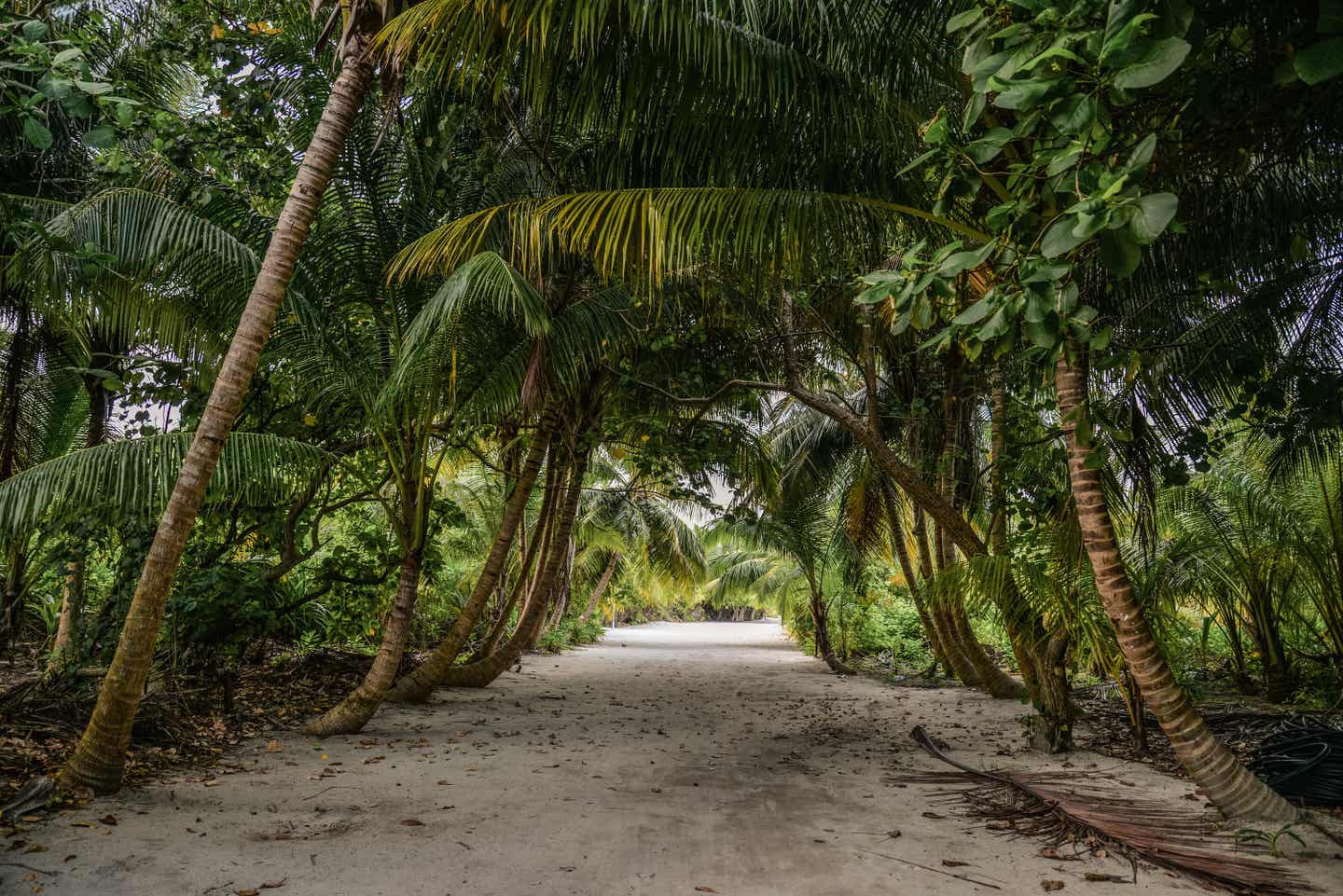 Natur im Baa Atoll entdecken