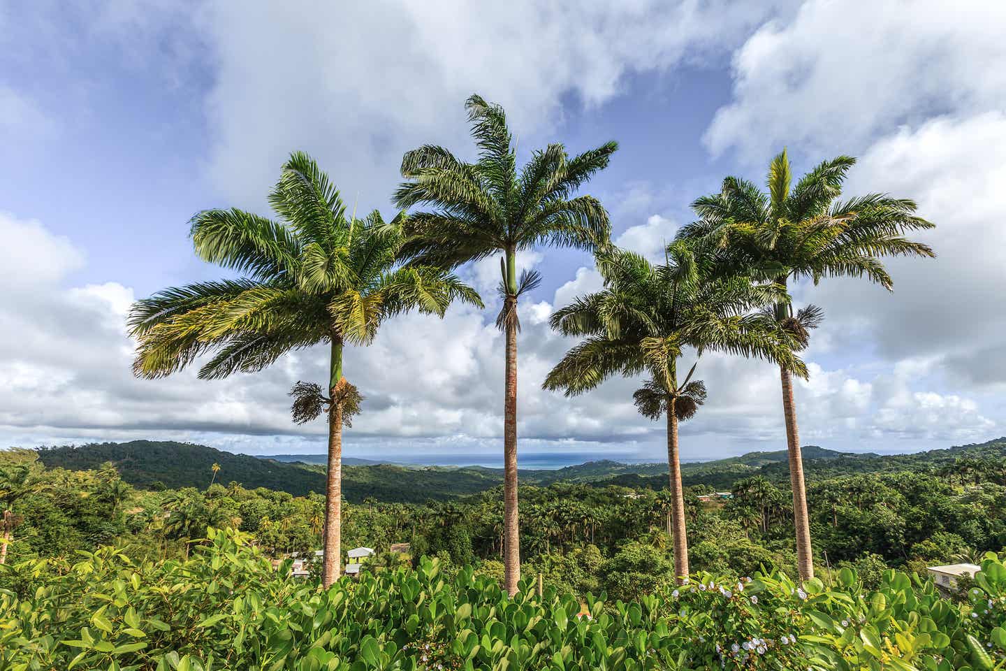 Karibik schönste Inseln: Palmen auf Barbados