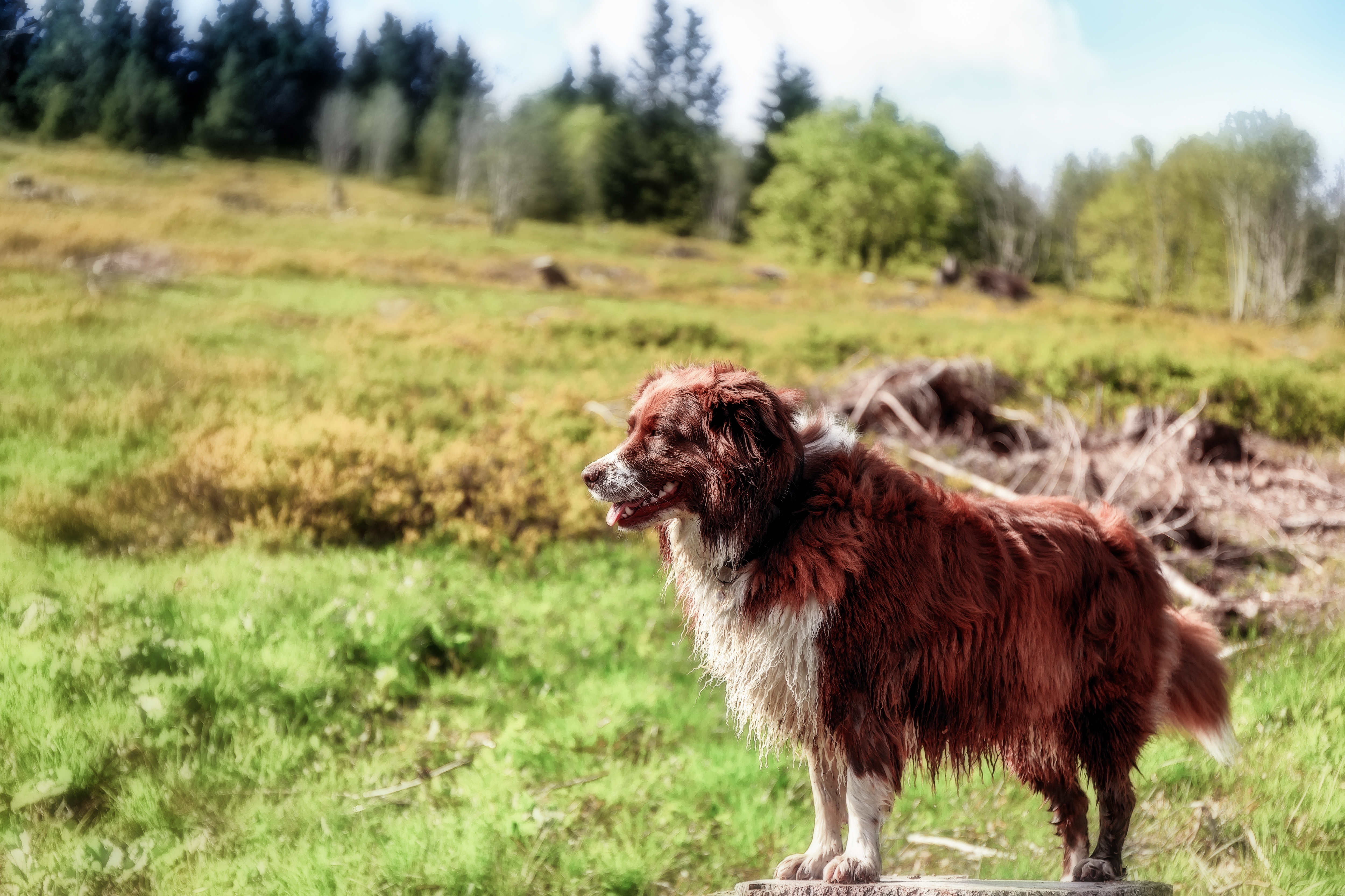 Hotel mit Hund im Schwarzwald