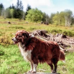 Hotel mit Hund im Schwarzwald