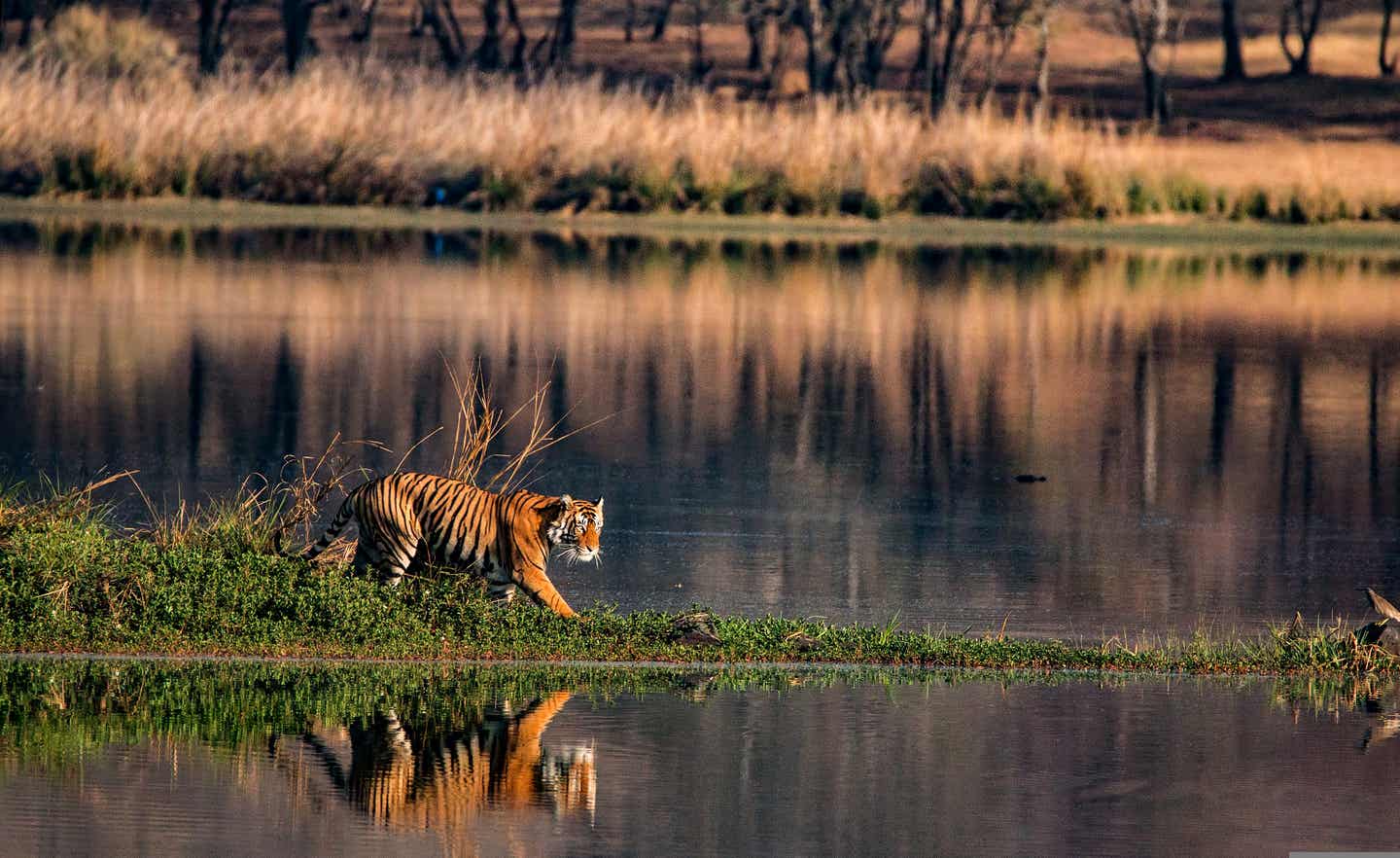 Urlaub in Indien – Tiger im Nationalpark