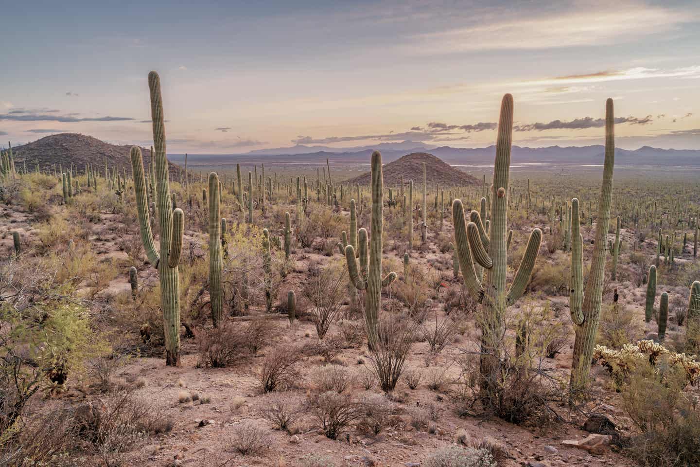 Arizona Urlaub mit DERTOUR. Kakteenwald im Saguaro Nationalpark, Arizona