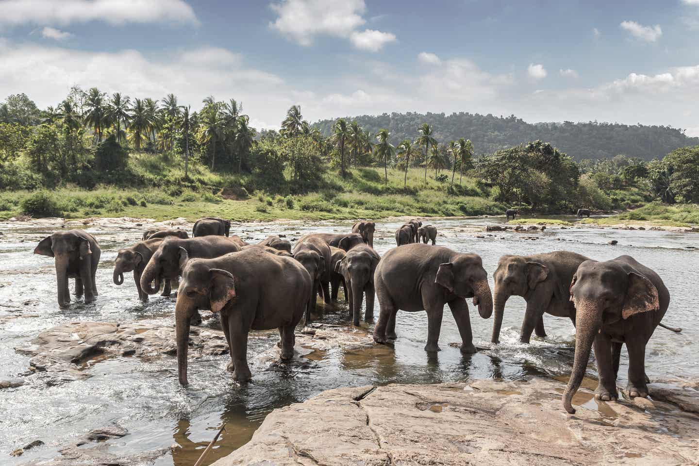 Elefantenherde auf Sri Lanka