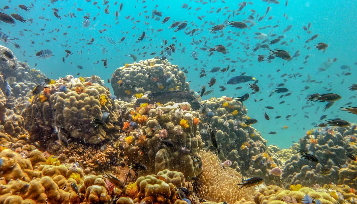 Tauchen und Schnorcheln auf der Insel Koh Tao