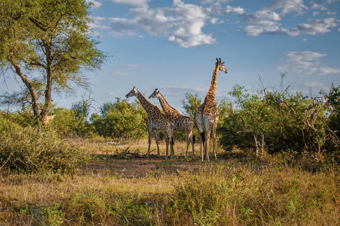 Giraffen gesichtet im Busch des Krüger Nationalparks