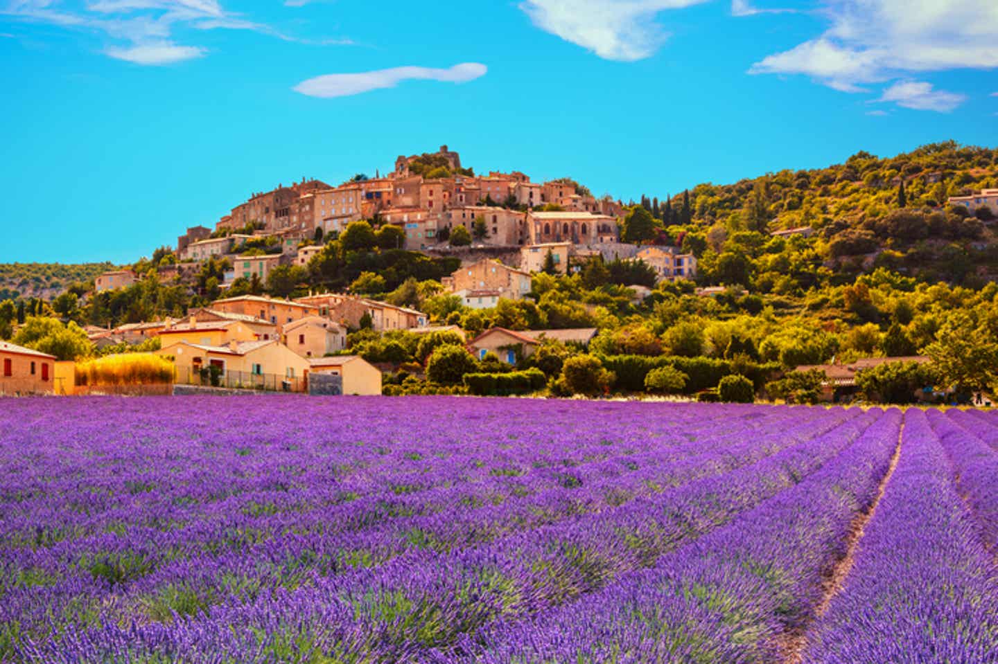 Provence Highlights: Ein Lavendelfeld in voller Blüte