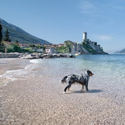italien-gardasee-hund-malcesine-g-180815419.jpg