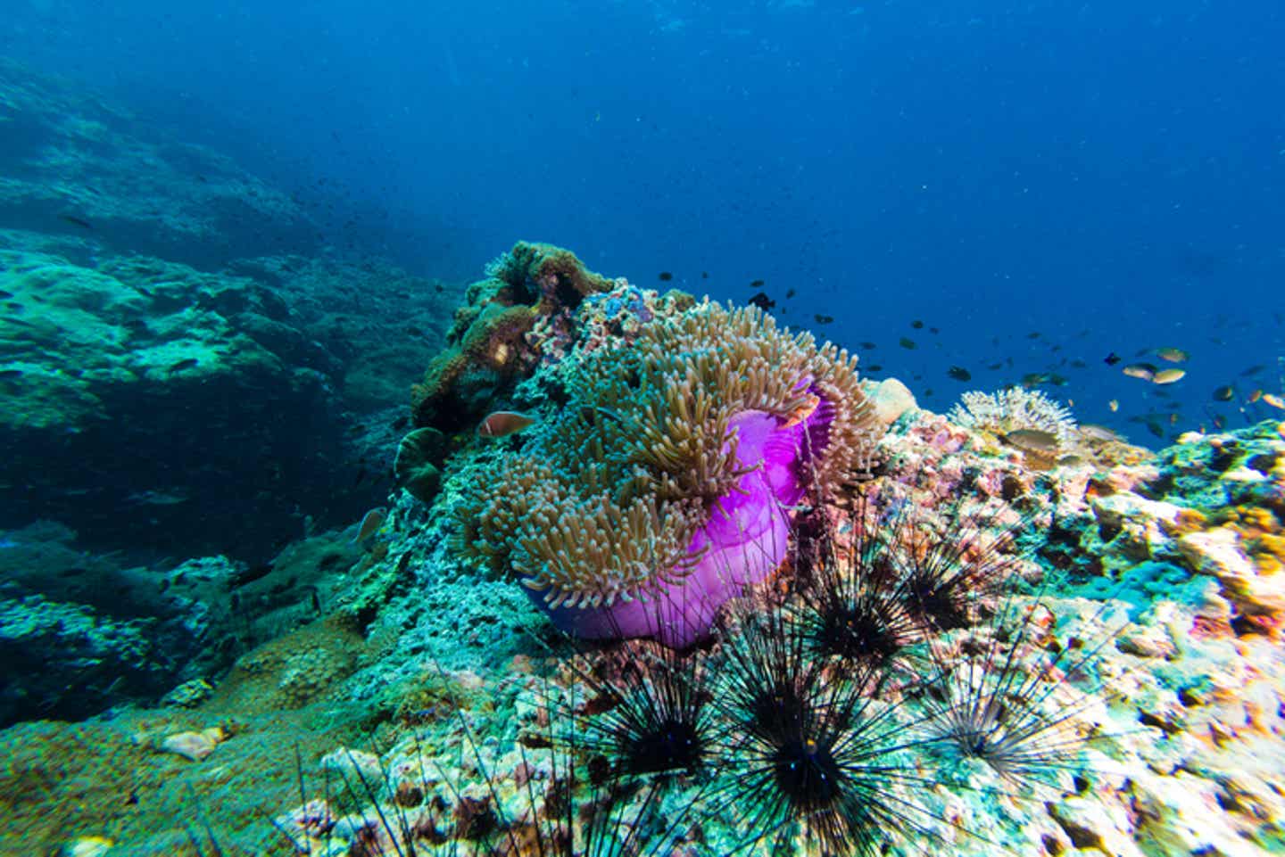 Buntes Spektakel unter Wasser