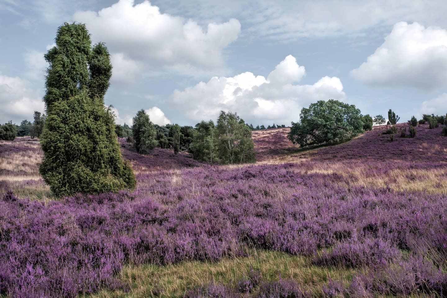 Lüneburger Heide Urlaub mit DERTOUR. Blühende Heidelandschaft mit Wacholderbüschen dazwischen