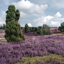 deutschland-niedersachsen-lueneburger-heide-bluehende-heide-g-612406782.jpg