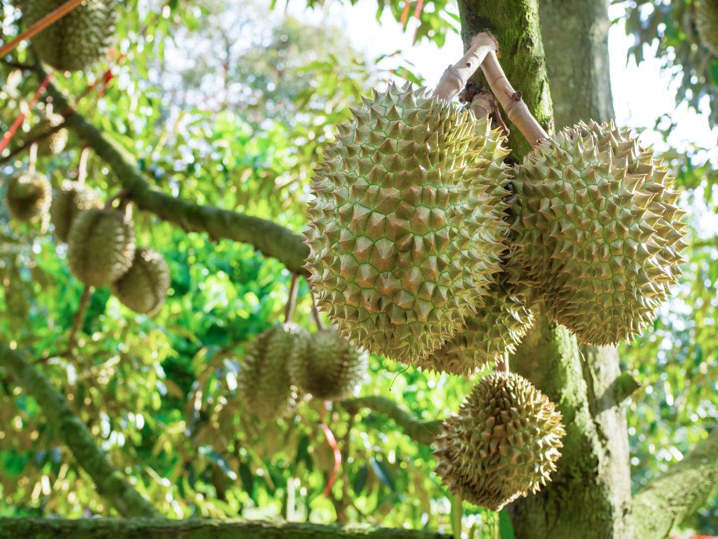Die Durianfrucht am Baum
