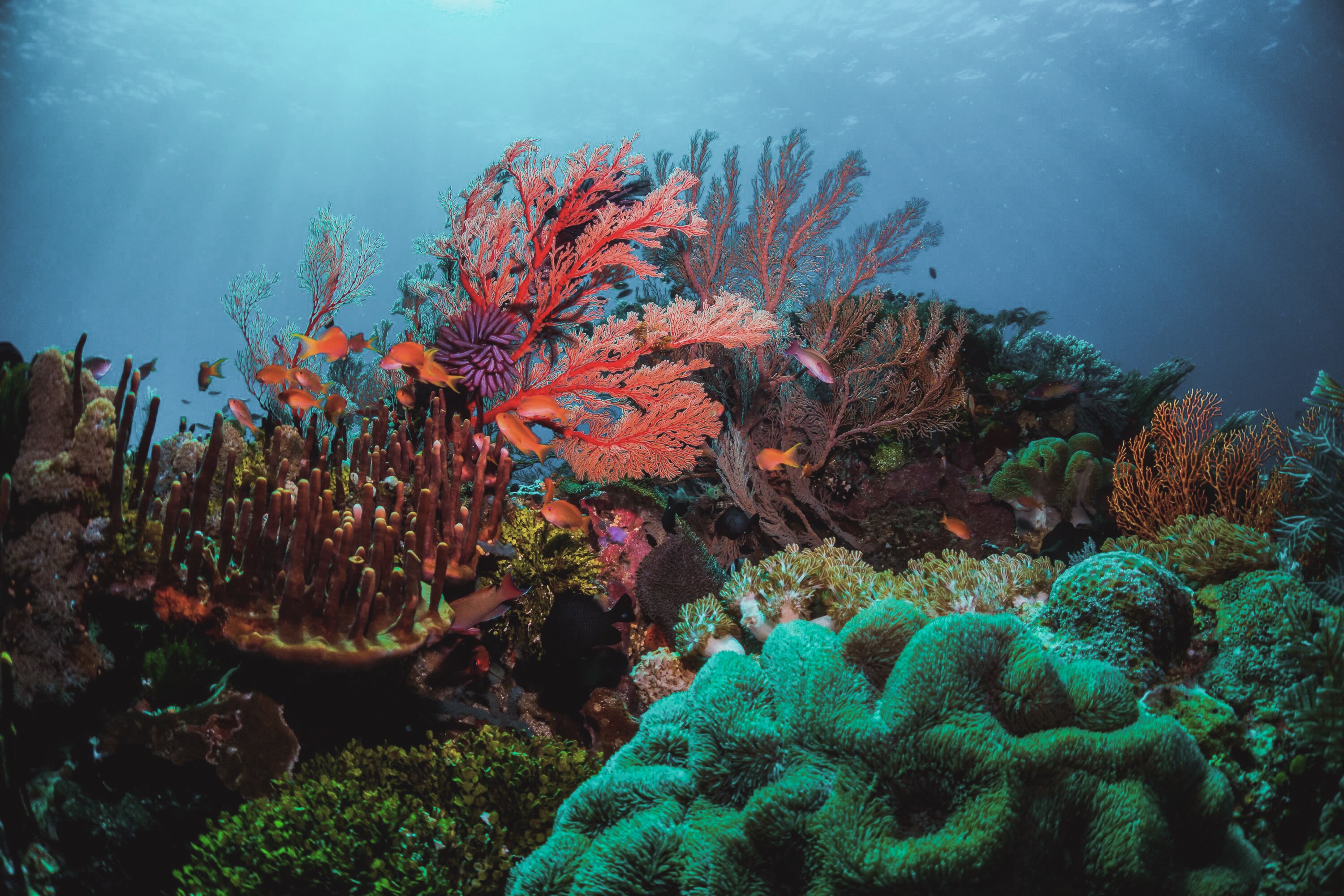 Красивые коралловые рифы. Большой Барьерный риф. Морские кораллы. Подводный мир кораллы. Обитатели коралловых рифов.