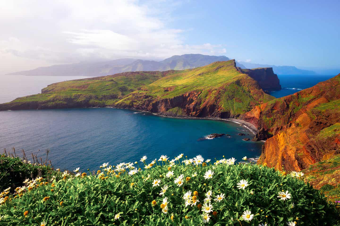 Blick auf die Halbinsel Ponta de Sao Lourenco: im Vordergrund weiß-gelbe Blumen, im Hintergrund eine stille Bucht mit markanten roten Felsen und tiefgrünem Gras