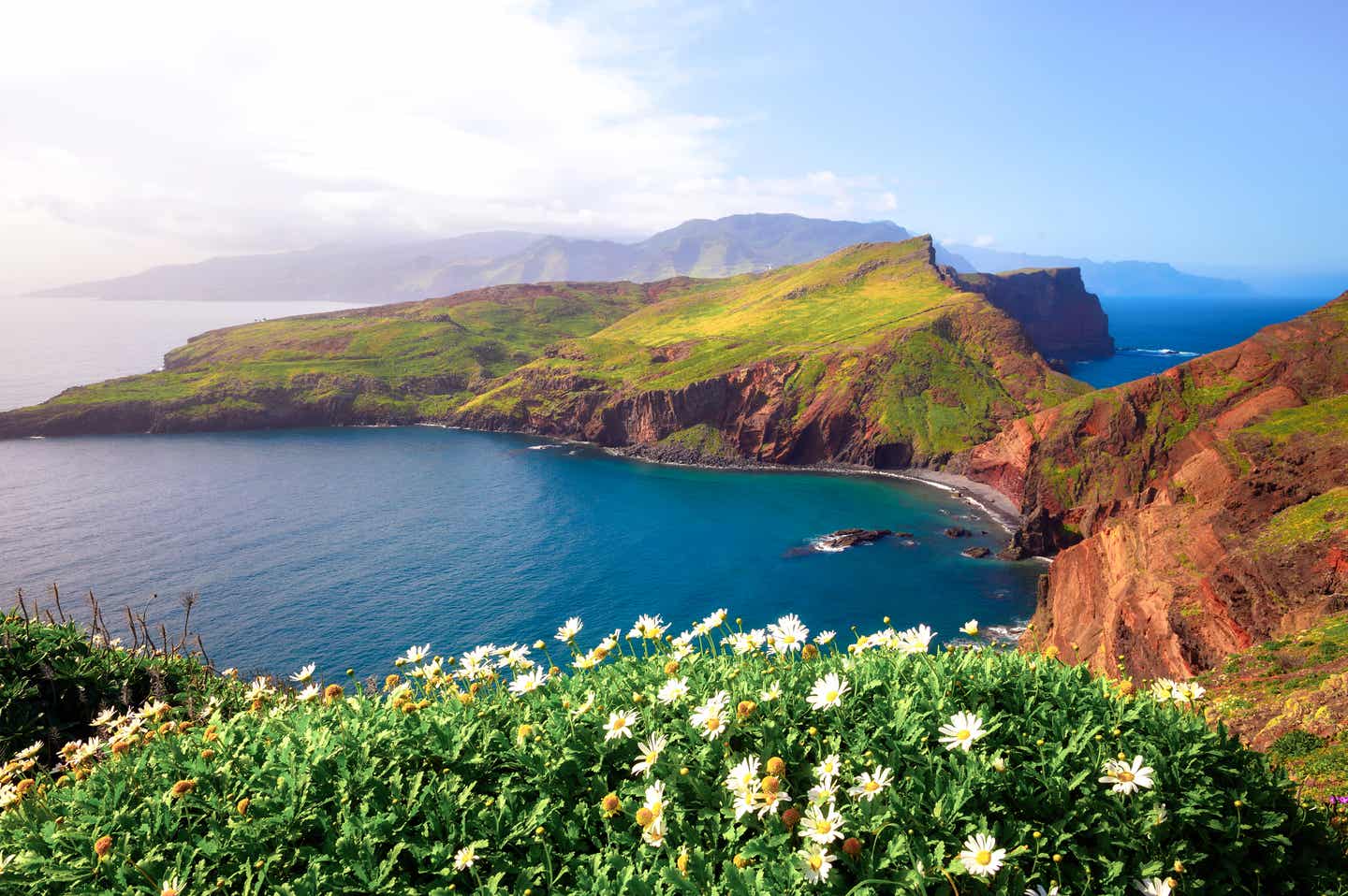 Blick auf die Halbinsel Ponta de Sao Lourenco: im Vordergrund weiß-gelbe Blumen, im Hintergrund eine stille Bucht mit markanten roten Felsen und tiefgrünem Gras 