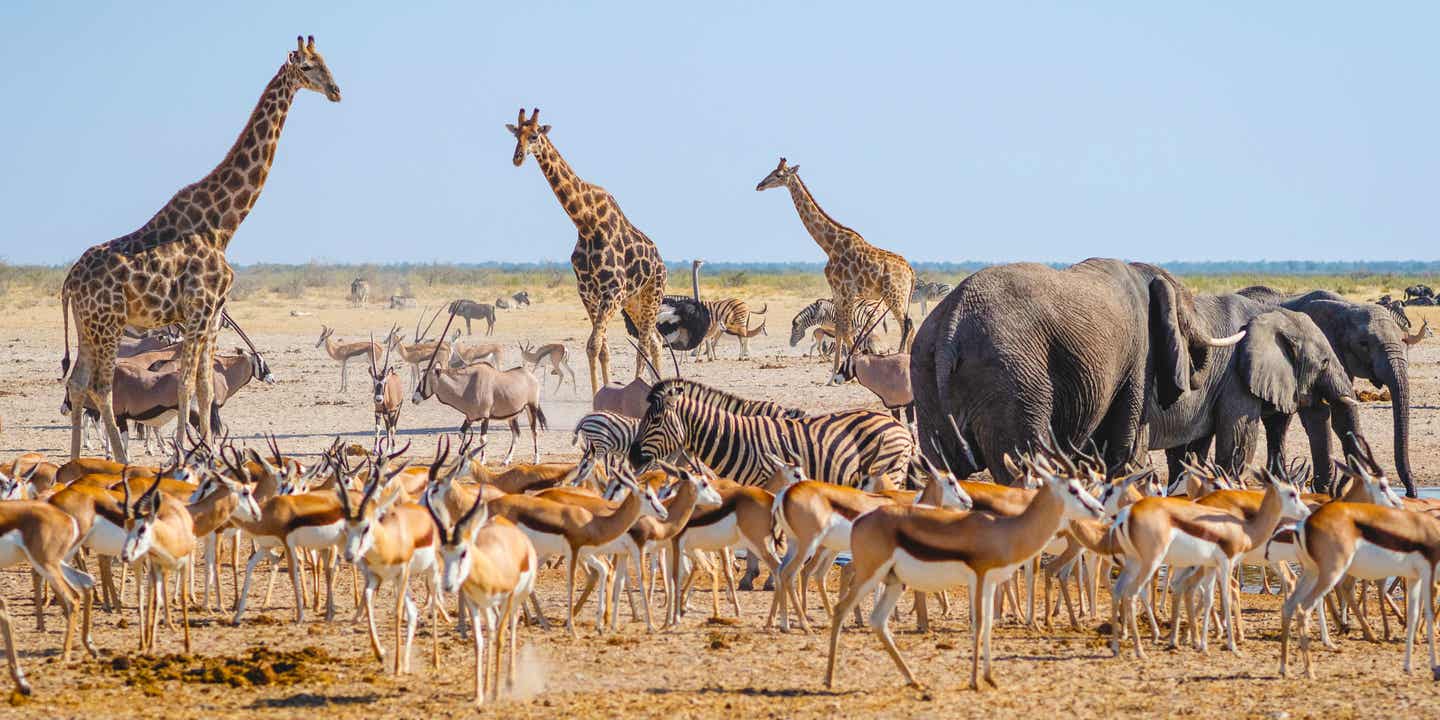 Beste Reisezeit Namibia: Tierwelt im Etosha-Nationalpark