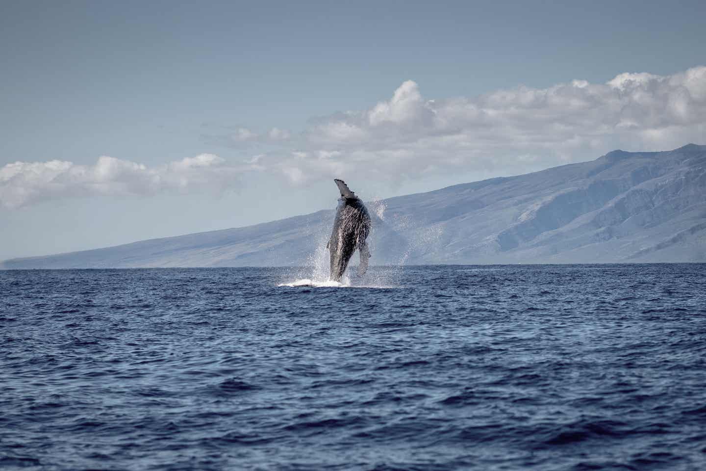 Maui Urlaub mit DERTOUR. Buckelwal springt aus dem Meer vor Maui