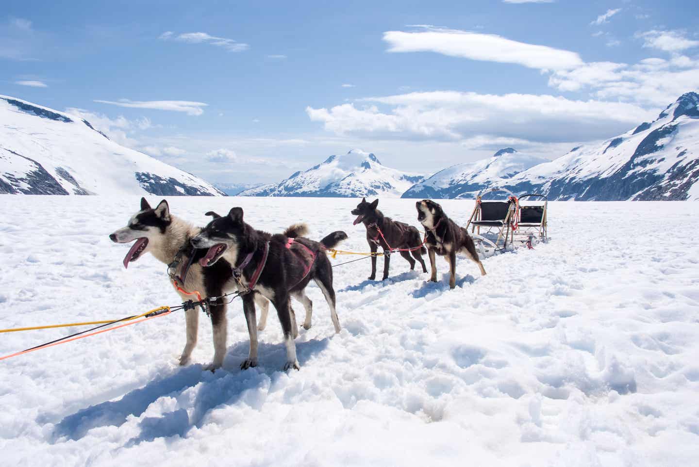 Hundeschlittenfahrt in Norwegen zur besten Reisezeit unternehmen