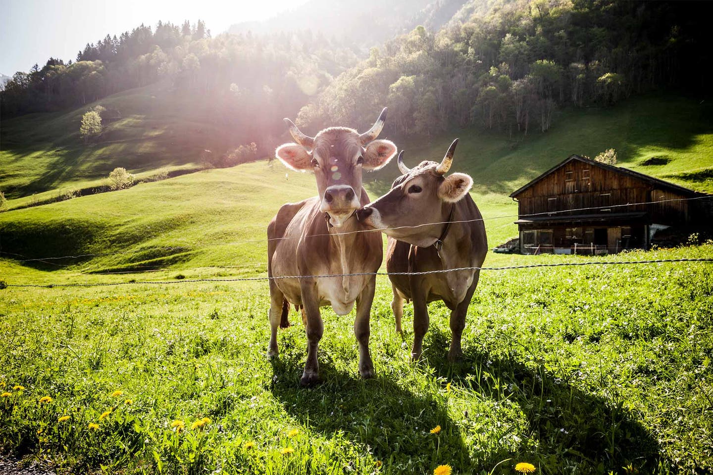 Zwei Kühe stehen auf einer Almwiese