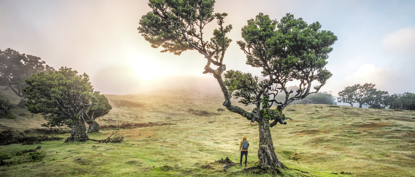 Fanal Forest Madeira – jahrhundertealte Lorbeerbäume im Nebel auf dem Paul-da-Serra-Hochplateau