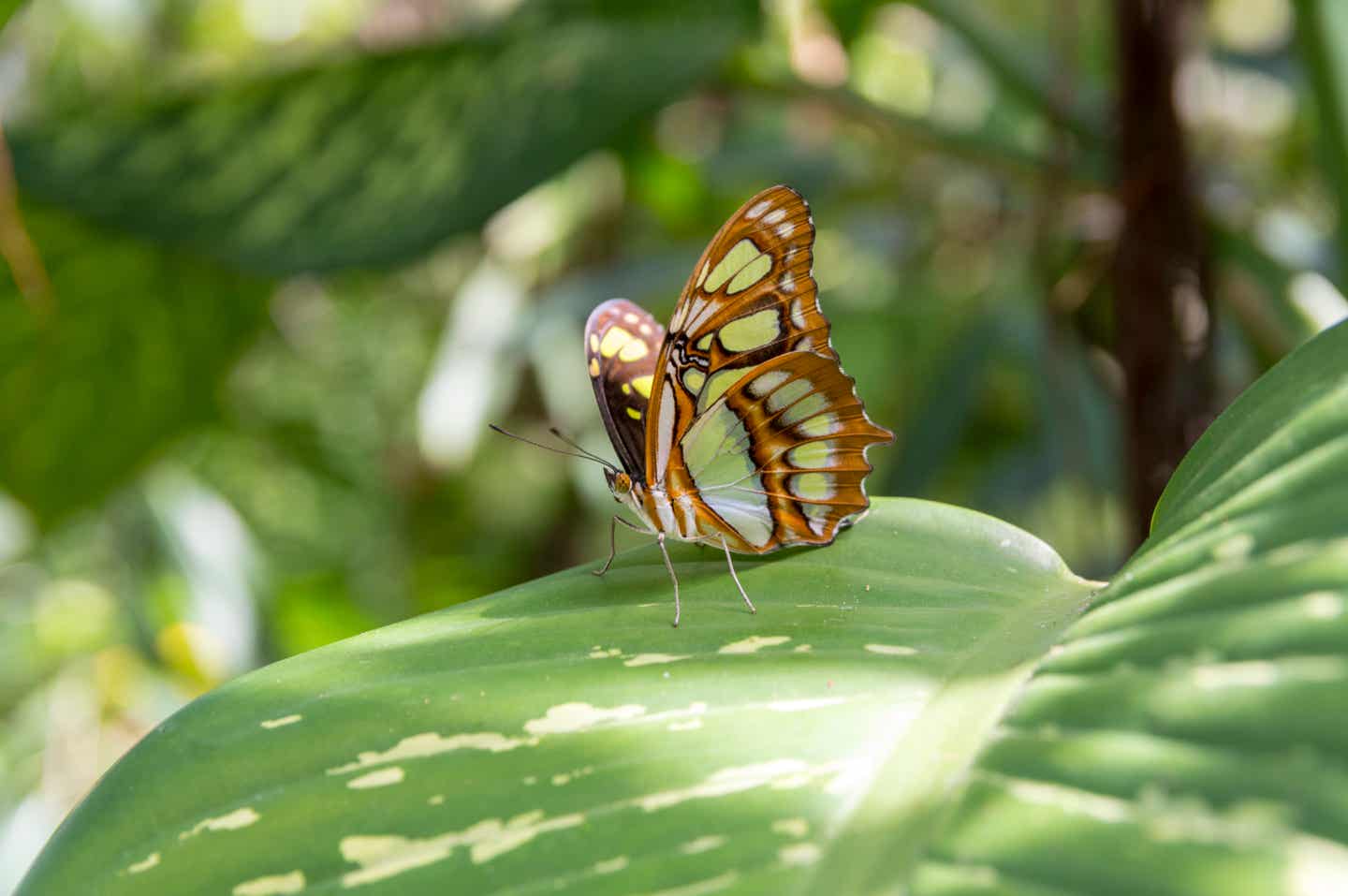 Schmetterling auf einer tropischen Pflanze auf Aruba