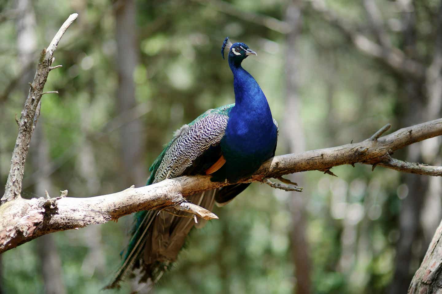 Familienurlaub in Griechenland: ein wildlebender Pfau im Plaka-Wald