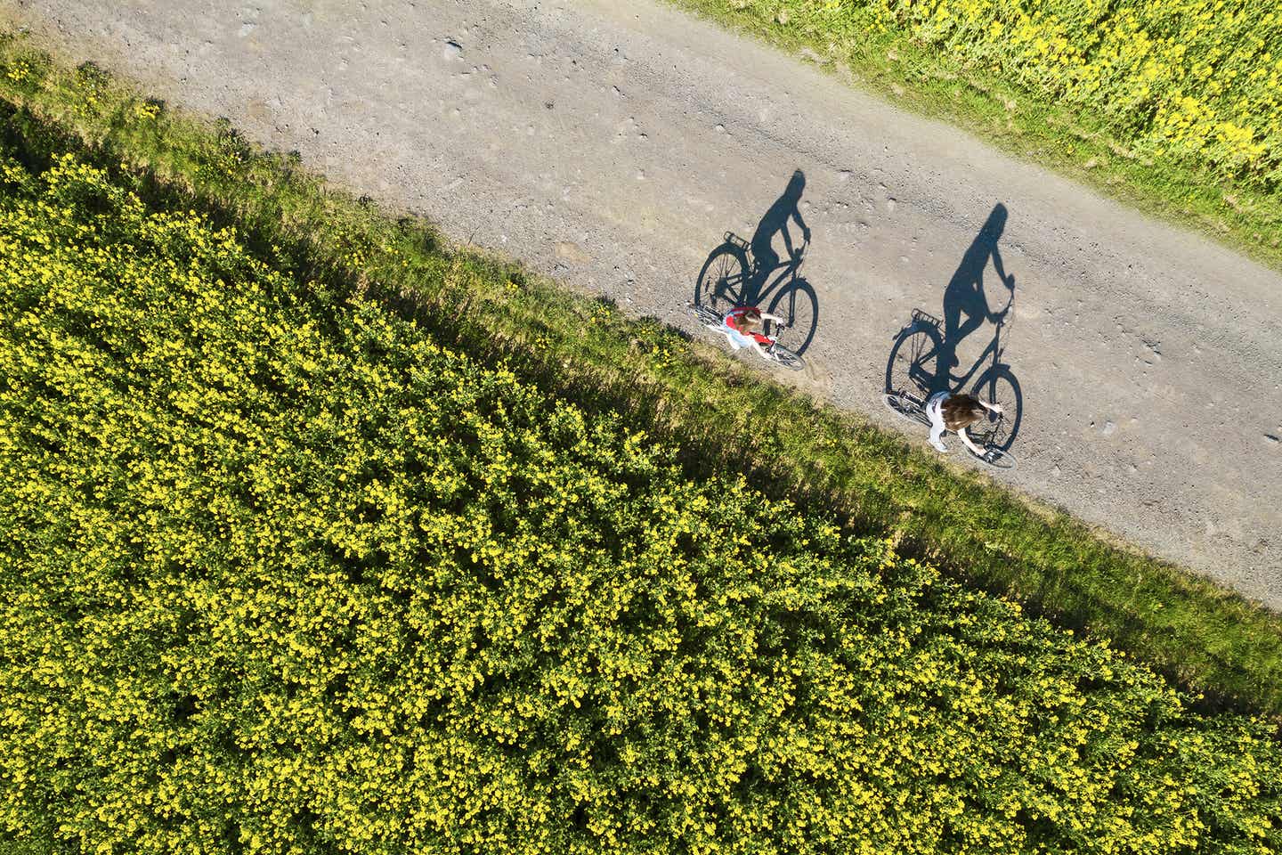 Sommerliche Radtour an blühenden Rapsfeldern vorbei