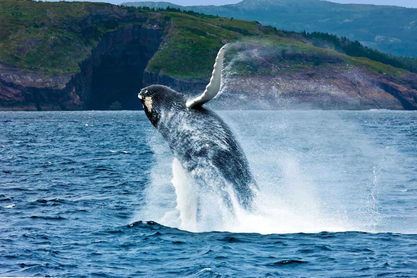 Buckelwal in Atlantic Canada 