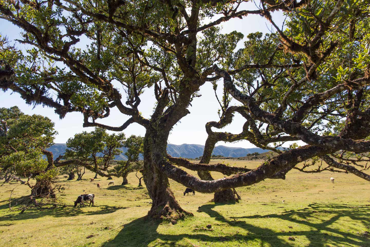 Der Fanal-Wald auf Madeira Der Fanal-Wald auf Madeira