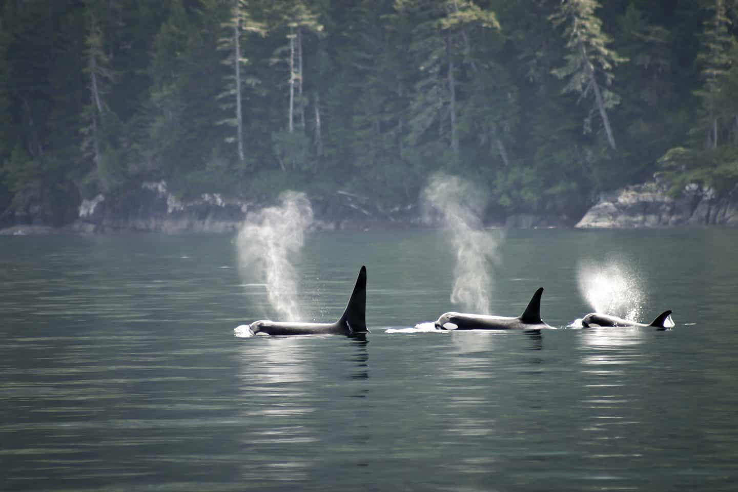 British Columbia Urlaub mit DERTOUR. Orcas schwimmen durch die Bucht von Telegraph Cove auf Vancouver Island