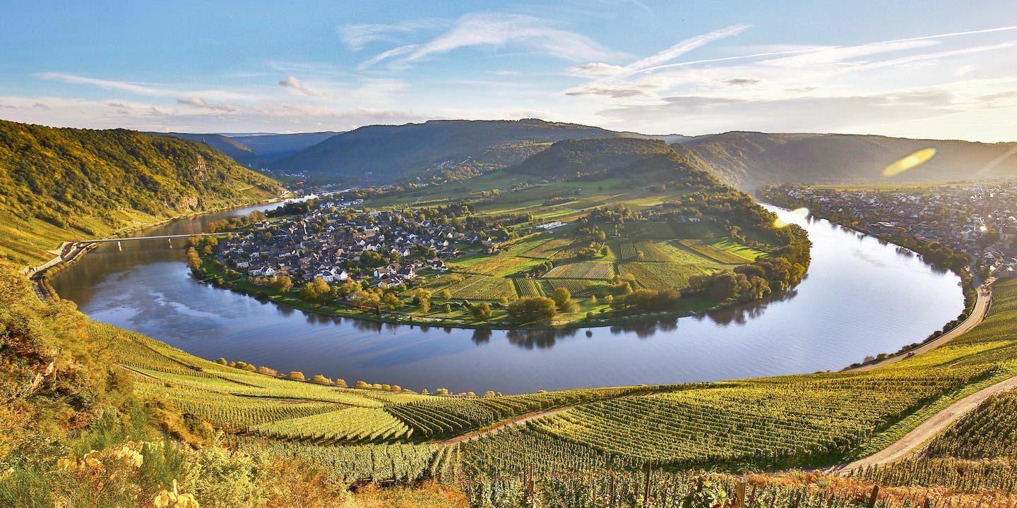 Weinberge im Herbst an der Moselschleife bei Bremm mit buntem Laub und Flussblick