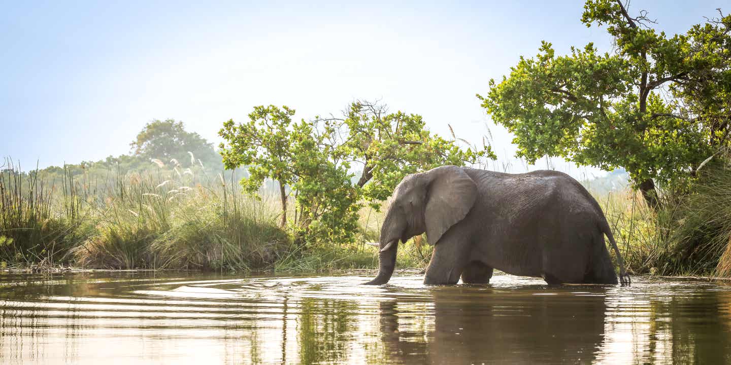Elefanten spielen gern im Wasser Ein Elefenat steht im Wasser vor grünen Bäumen