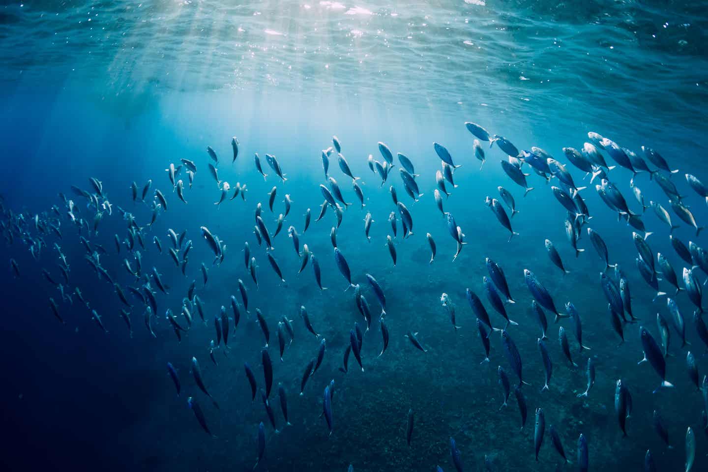 Thunfisch-Schwarm im Wasser