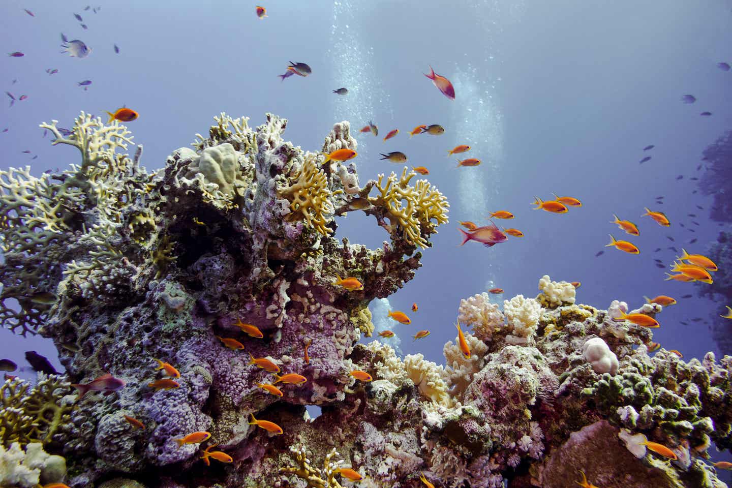 Korallen im Wasser: die Malediven