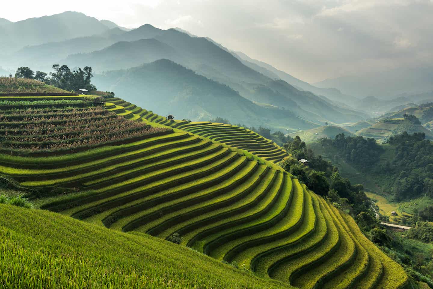 Reisfelder in Asien