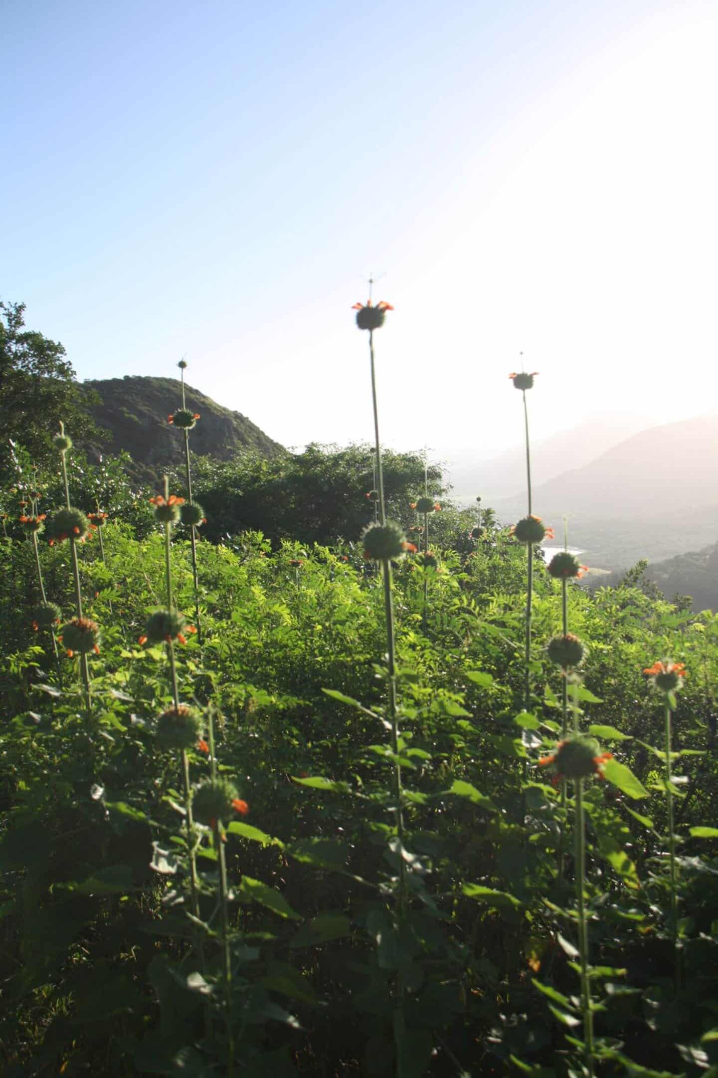 Blumen auf dem Piton de la Petite Rivière Noire