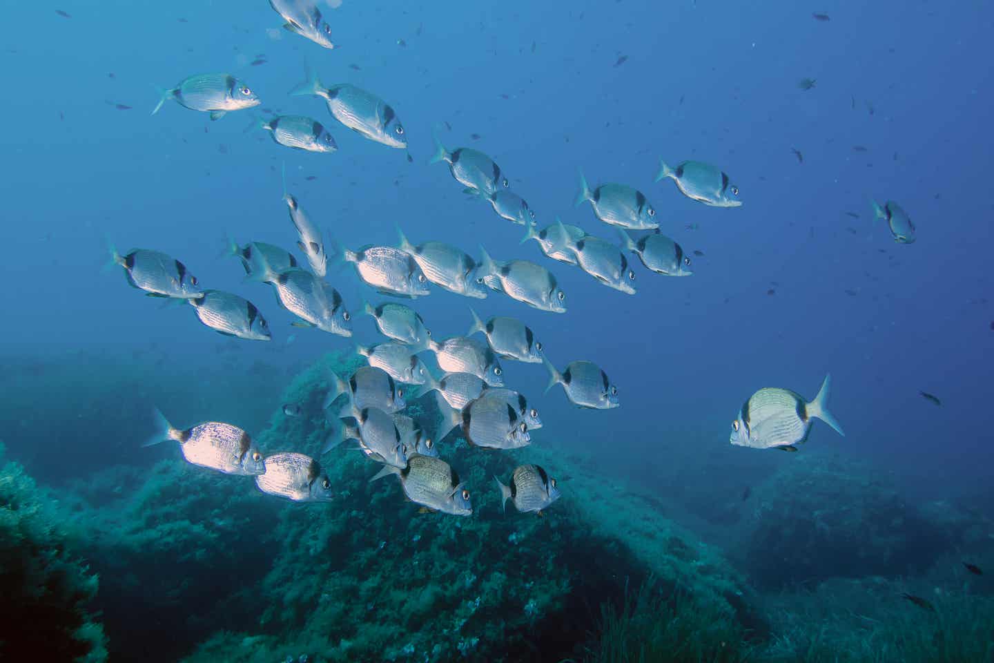 Can Pastilla Urlaub mit DERTOUR. Unterwasseraufnahme eines Fischschwarms im Mittelmeer