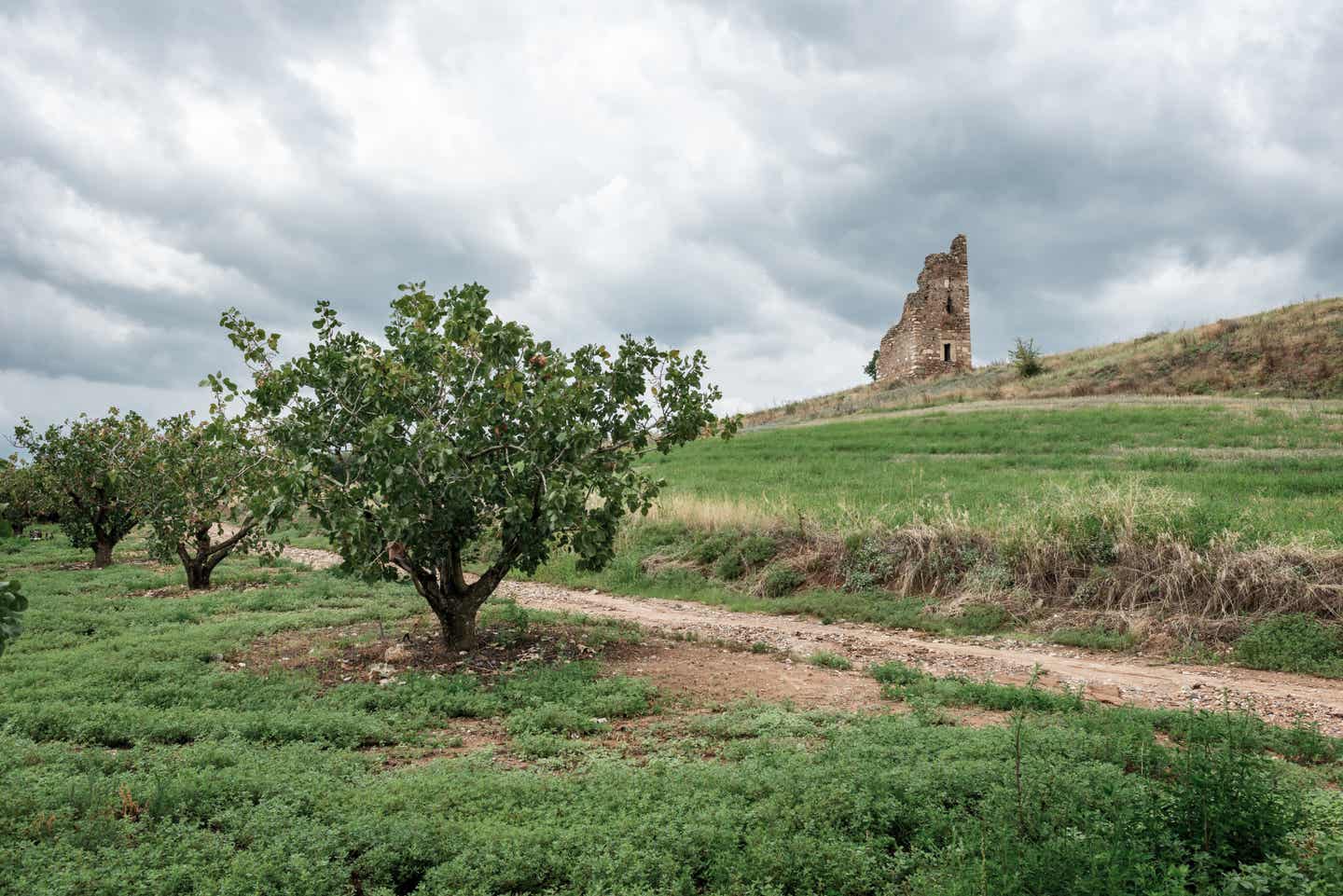 Chalkidiki Sehenswürdigkeiten: Pistazienbäume und Marianenturm