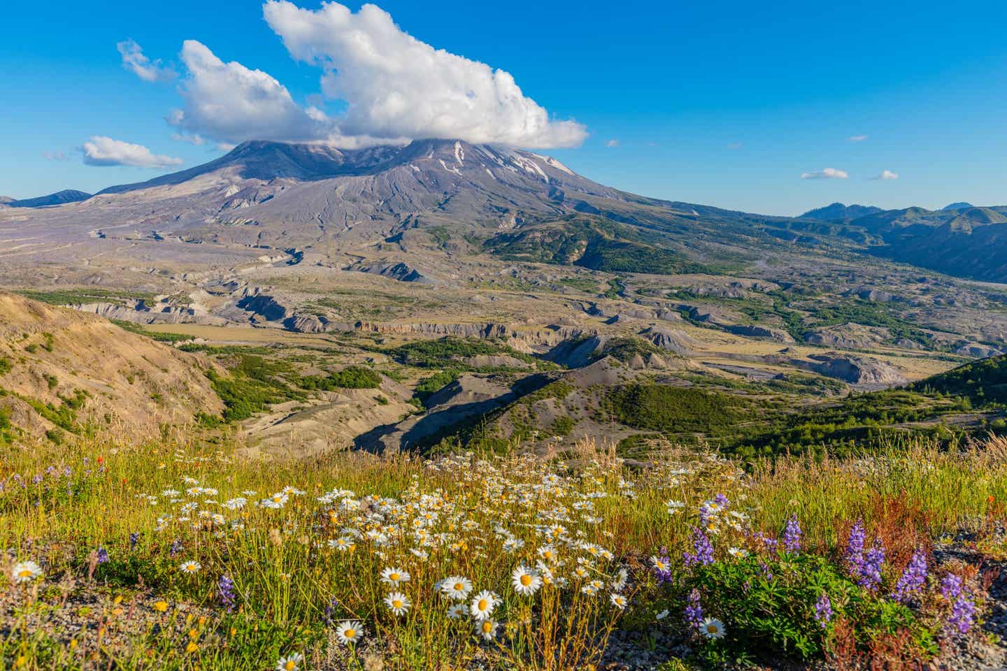 Blumenlandschaft im Mount Helens National Park in Washington