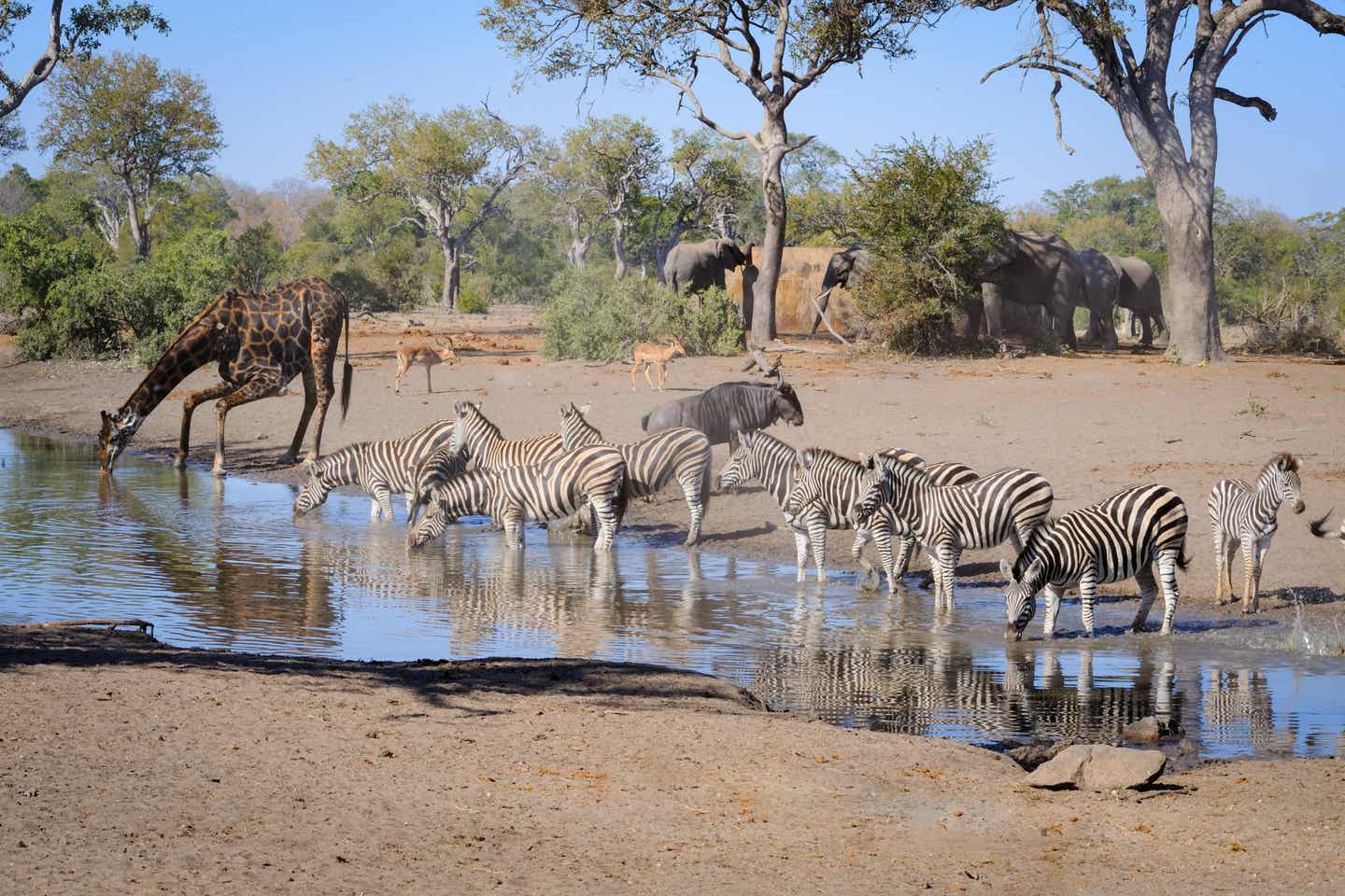 Zebras und Giraffen am Wasserloch in der Trockenzeit, Krüger Nationalpark