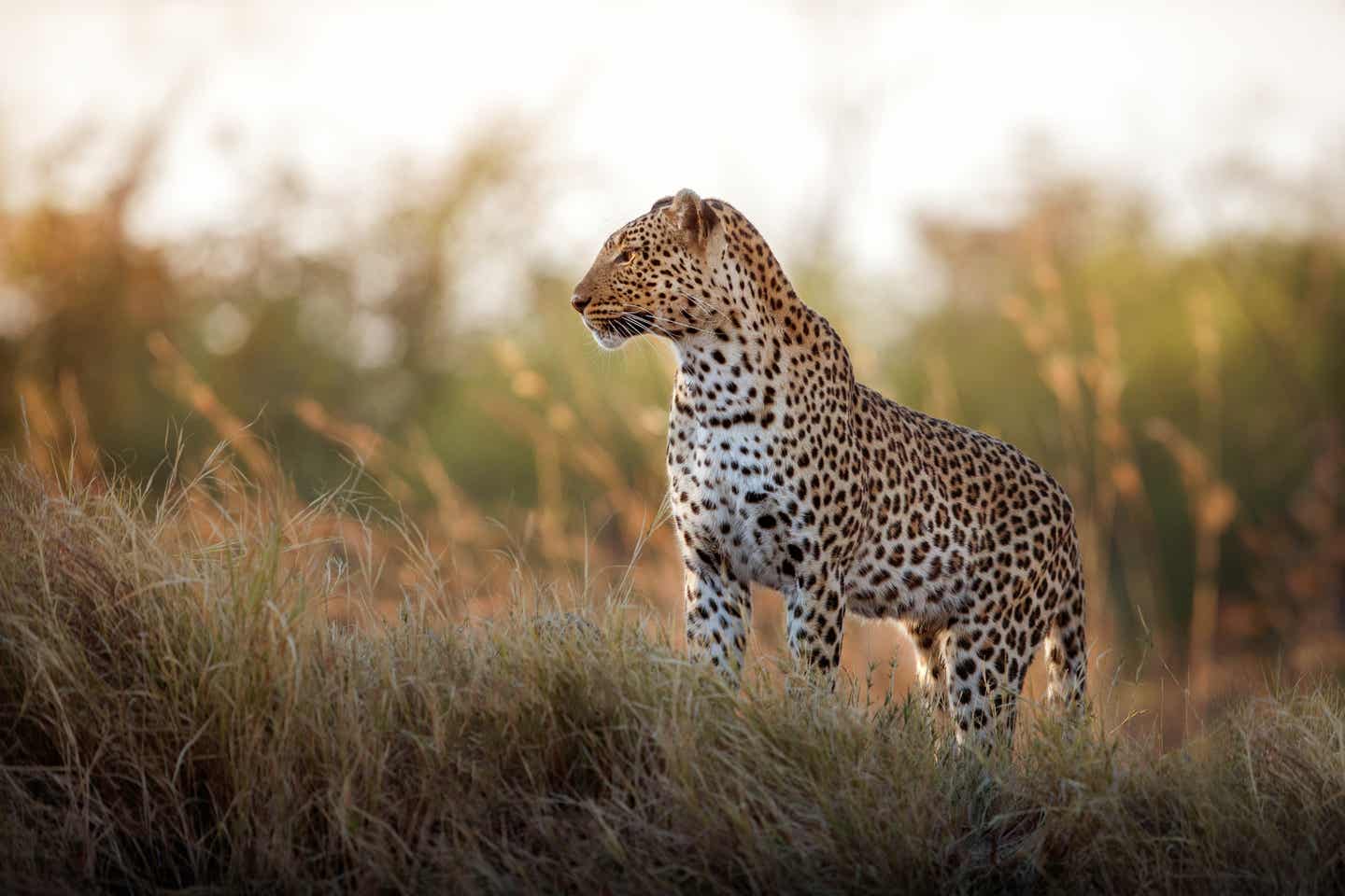 Ein Leopard im Sonnenuntergang im hohen Steppengras