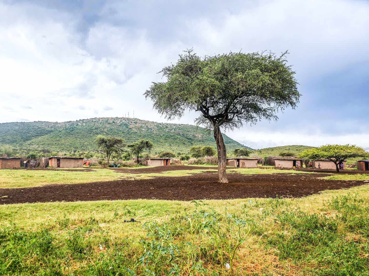 Begegnungen im Grünen: In der Masai Mara wird deine Reise zur kulturellen Entdeckung abseits der Safari-Pfade Traditionelles Dorf der Massai in der Masai Mara – authentisches Erlebnis auf einer Rundreise durch Kenia