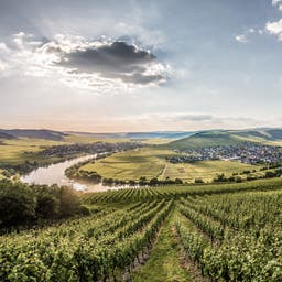 deutschland-mosel-trittenheim-g-598556960.jpg
