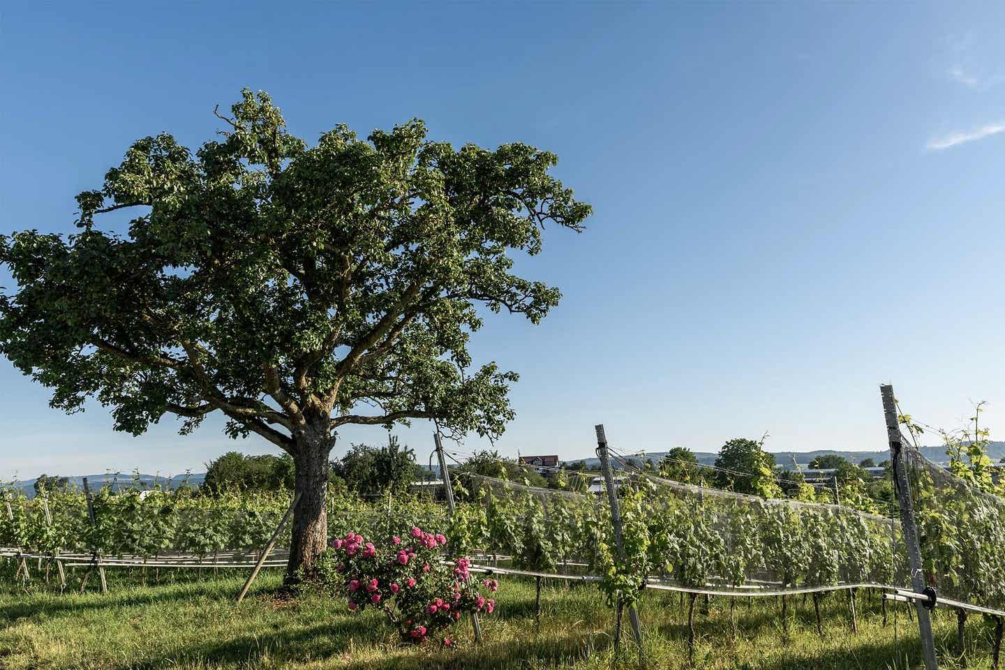 Ein Baum steht in der Landschaft von Reichenau