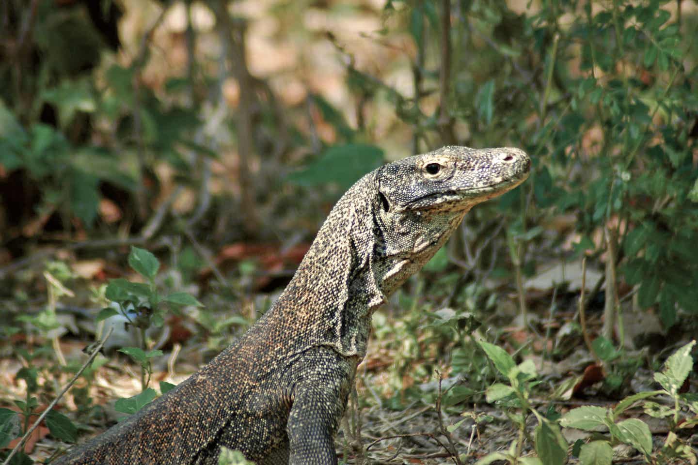 Naturwunder - Der Komodo Nationalpark in Indonesien