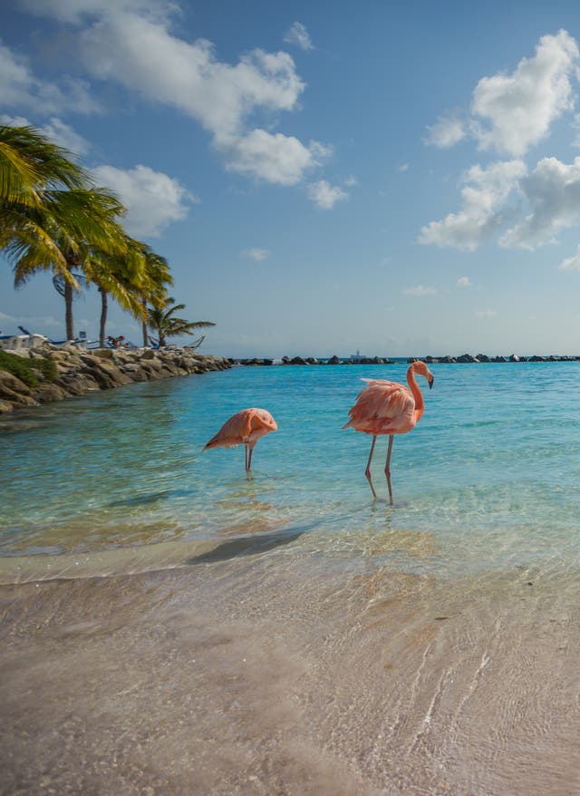 Aruba Sehenswürdigkeiten Flamingo Beach Oranjestadt, Aruba Karibik