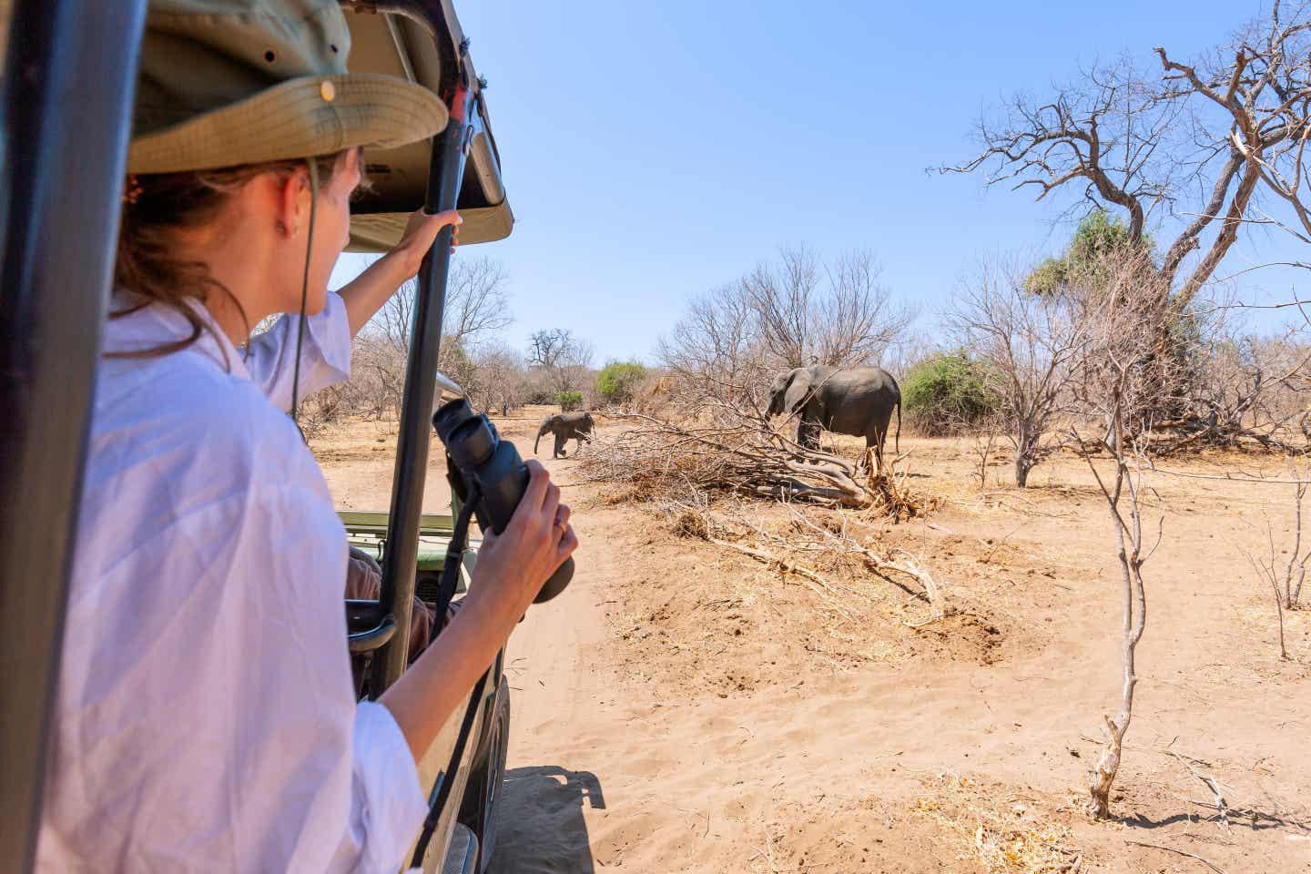 Eine Safari-Reisende beobachtet aufmerksam eine Elefantenkuh mit Kalb im Etosha-Nationalpark in Namibia