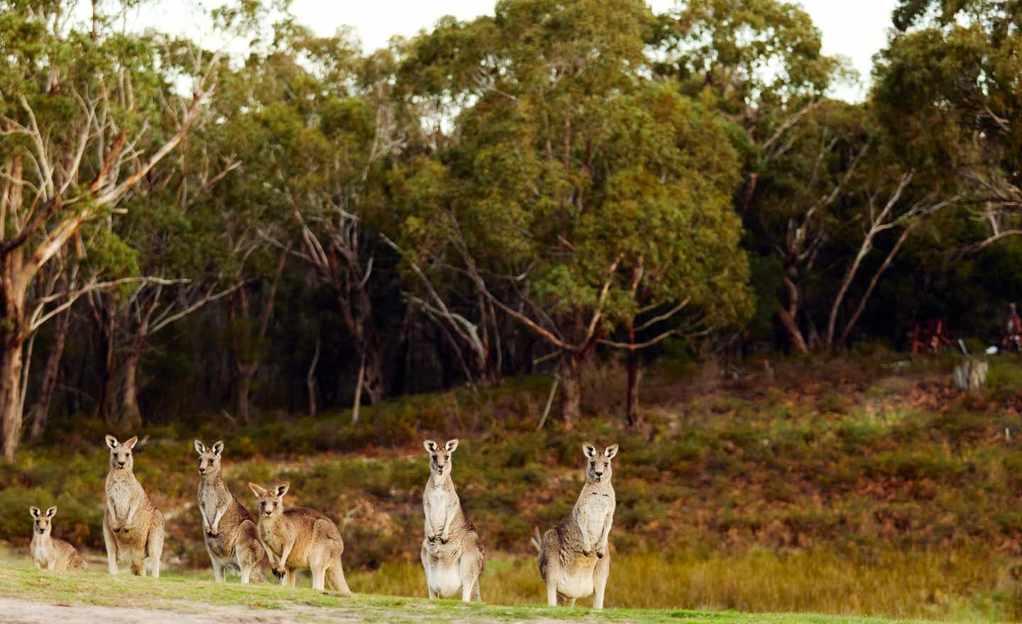 Känguruhs in Victoria - Australien
