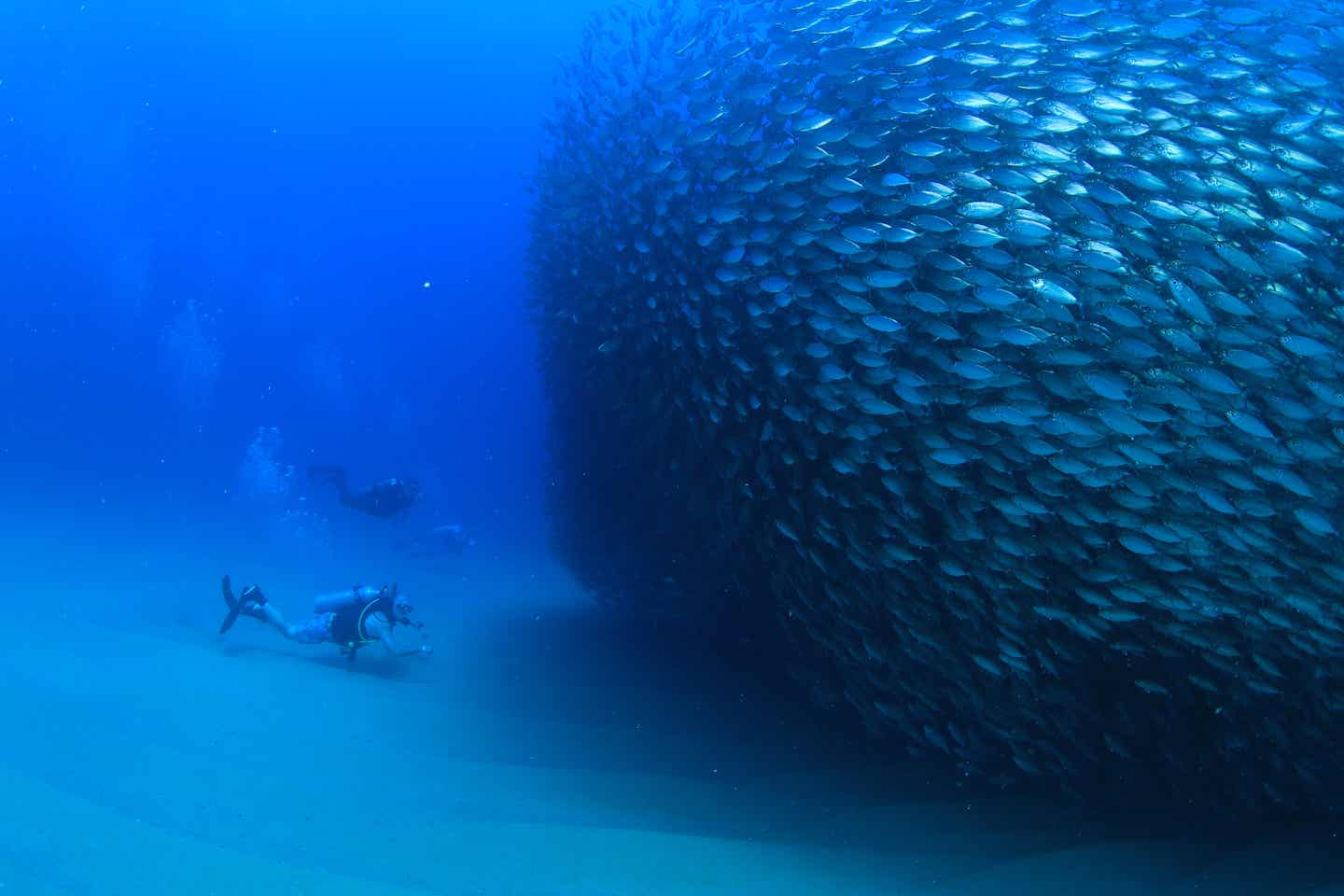 Los Cabos Sehenswürdigkeiten: Biodiversität 