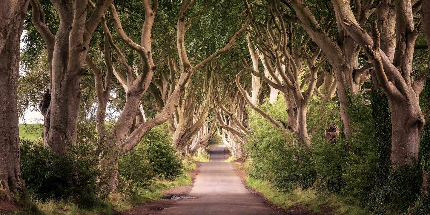 Blick auf die knorrigen Bäume der Dark Hedges in Nordirland
